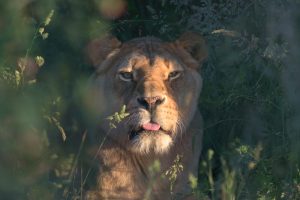 Meet our Lioness