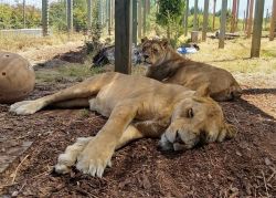 Meet our Lions