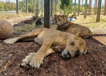Meet our Lions