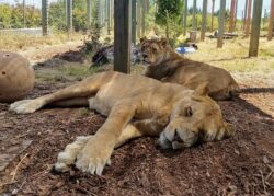 Meet our Lions