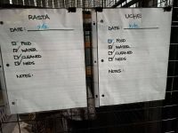 Evacuation - Daily Sheets
