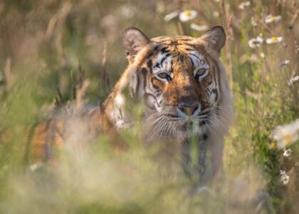 Hirah