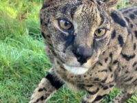 Taji