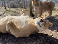 Kariba Lioness WildCat Ridge Sanctuary