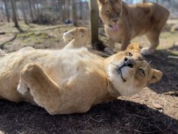 Kariba Lioness WildCat Ridge Sanctuary