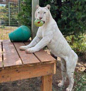 Two toys one cat Two toys one cat