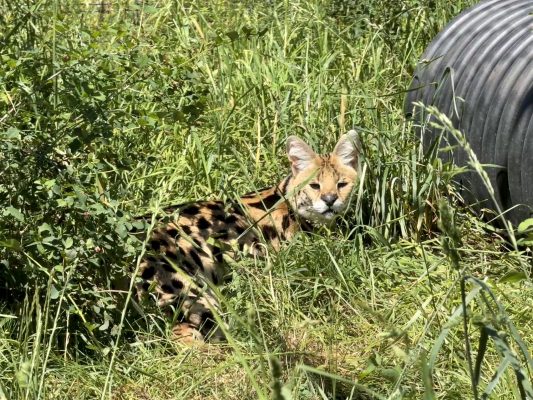 Kyro in the grass
