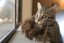 Leo