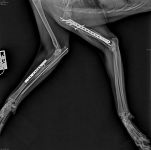 Misha X-Ray