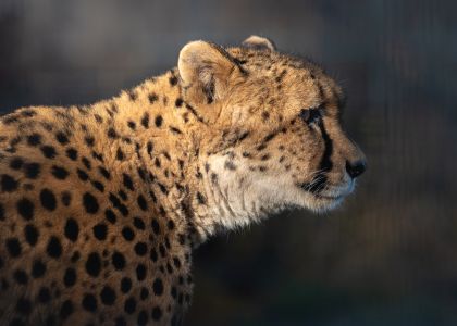 Oshana Cheetah WildCat Ridge Sanctuary