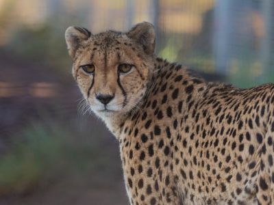 Oshana Cheetah WildCat Ridge Sanctuary