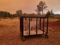 Evacuation - Patient Nora