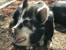 Pepper