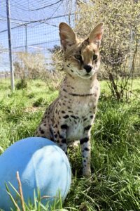Safari and his Toy