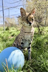 Safari and his Toy