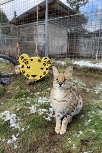 Winter Playtime