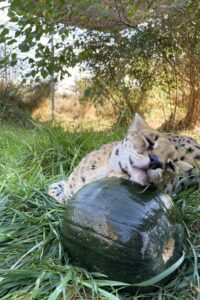 Melon Enrichment