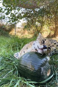 Melon Enrichment