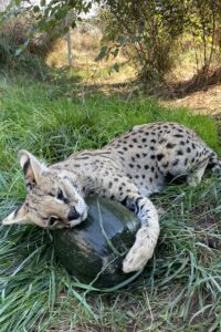 Melon Enrichment