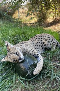 Melon Enrichment
