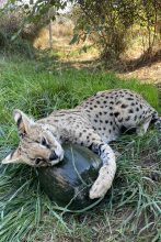 Melon Enrichment