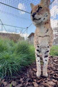 Tall and Handsome