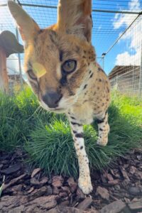 Coming Over for Food