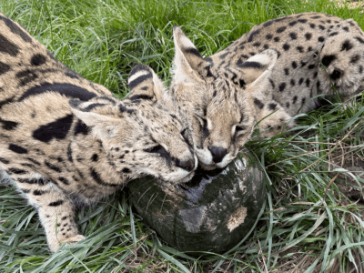Safari and Tamika