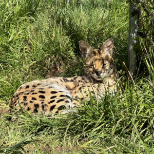 Lounging in the Sun