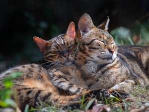 Meet our Hybrid Cats