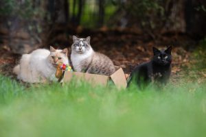 Three Kitties