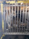 Evacuation - Tiger Boys