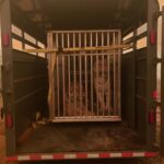 Evacuation - Tiger Transport