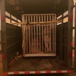 Evacuation - Tiger Transport