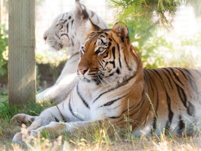 Maharani & Hirah