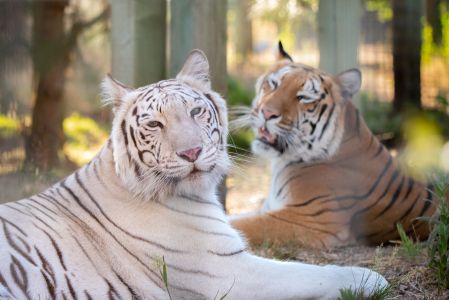 Maharani & Hirah