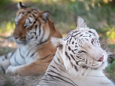 Maharani & Hirah