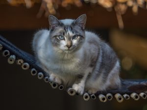 Meet our Other Rescues