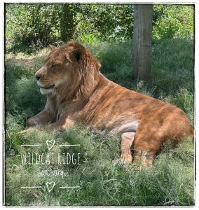 Zach Liger WildCat Ridge Sanctuary