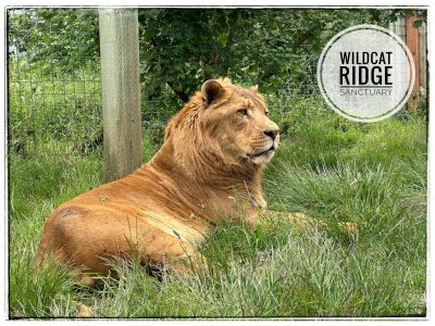 Zach Liger WildCat Ridge Sanctuary