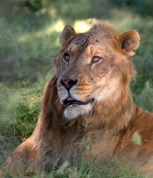 Meet our Liger