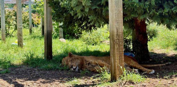 Zach Liger WildCat Ridge Sanctuary