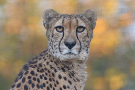 Azizi Meet our Cheetahs