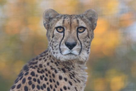 Azizi Meet our Cheetahs