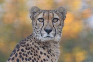 Meet our Cheetahs