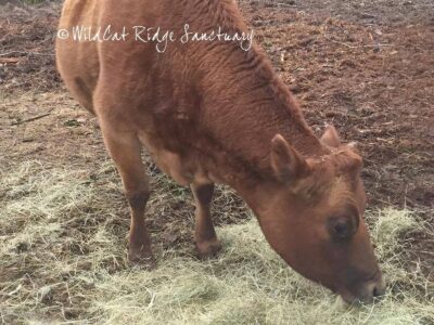 Betty chewing hay