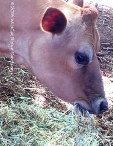 Betty eating
