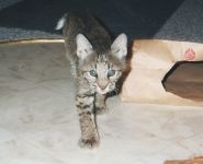 Bobo