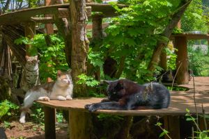 Cat Gang