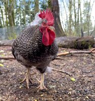 Chicken